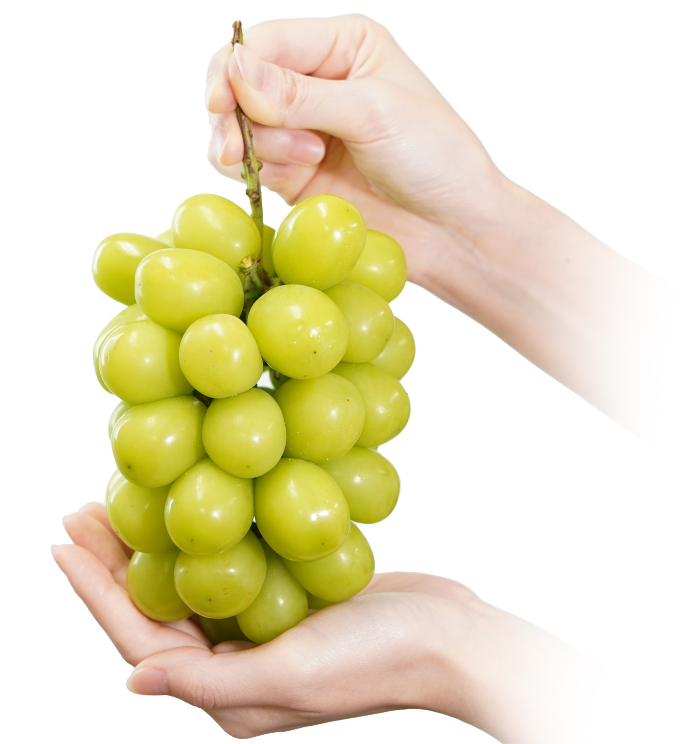 日本一のブドウの産地・山梨の地元テレビ局が推薦！種なし巨峰