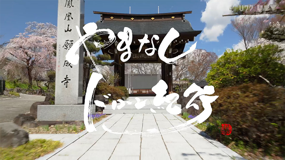 やまなしドローン紀行 #120　山梨の桜 Vol.2