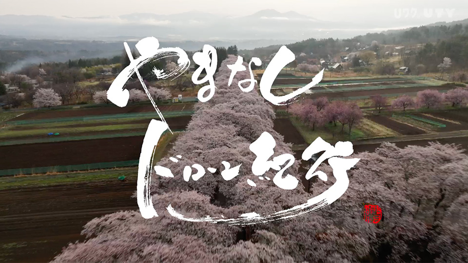 やまなしドローン紀行 #122　山梨の桜 Vol.5