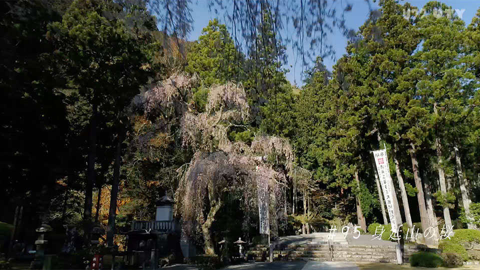 やまなしドローン紀行 #95　身延山の桜