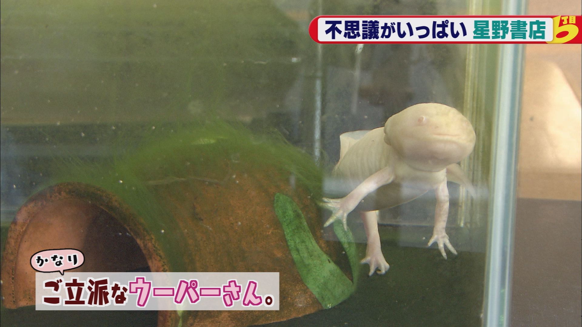 カラテカ矢部のおもひでスケッチ 52 祝 まんが出版 甲府市 ウッティタウン6丁目 ｕｔｙテレビ山梨