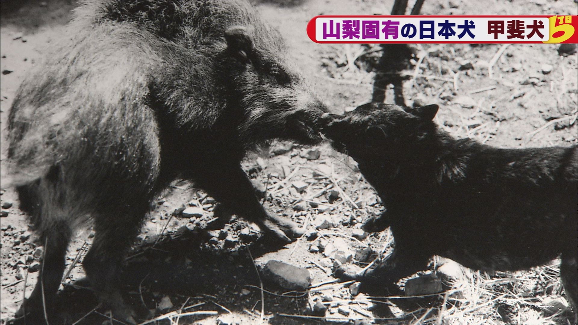 やまなし発見太郎ちゃんゼミナール 甲斐犬 ウッティタウン6丁目 utyテレビ山梨 やまなし発見太郎ちゃんゼミナール 甲斐犬 ウッティタウン6丁目 utyテレビ山梨