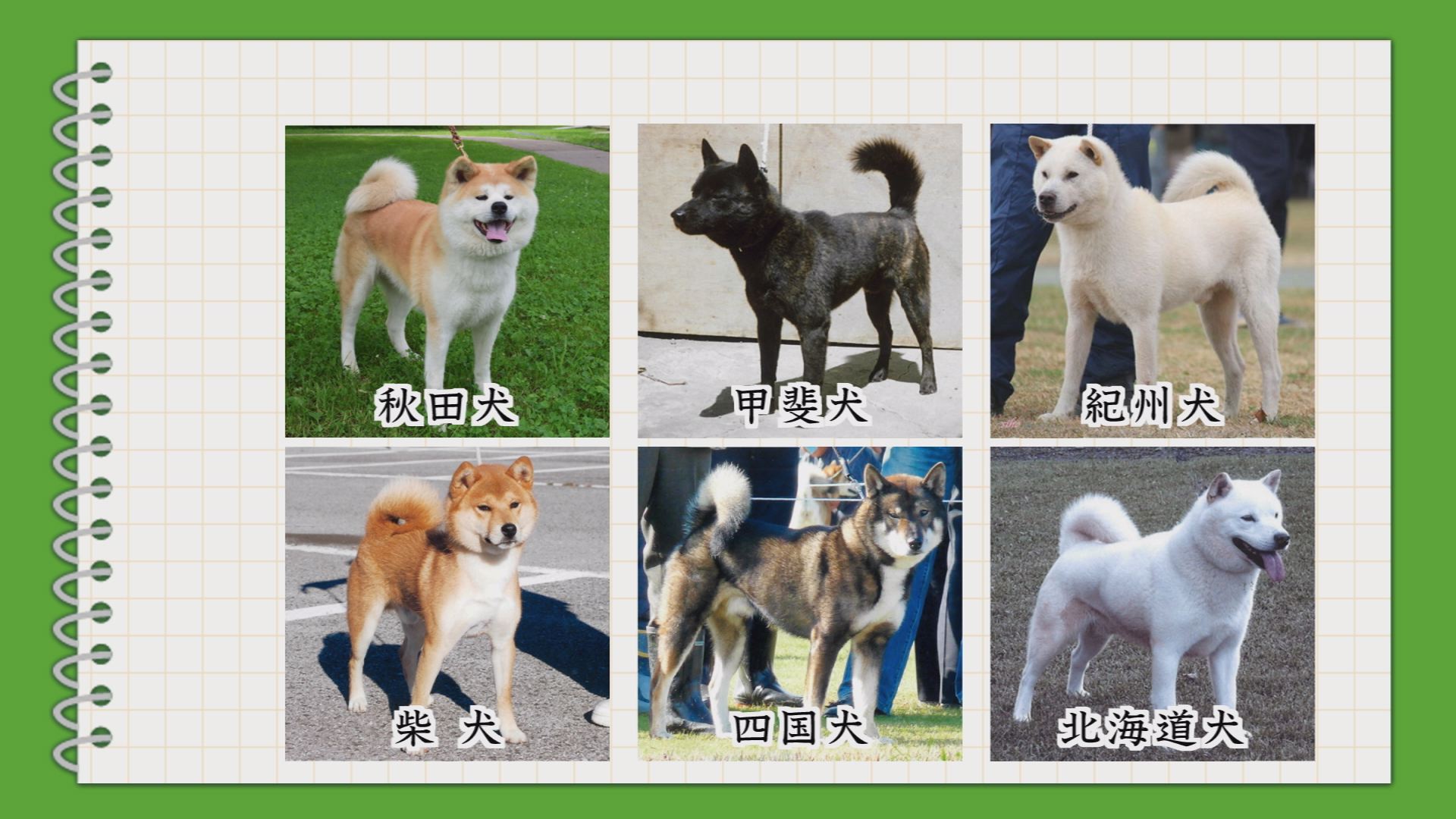 やまなし発見太郎ちゃんゼミナール 甲斐犬 ウッティタウン6丁目 ｕｔｙテレビ山梨