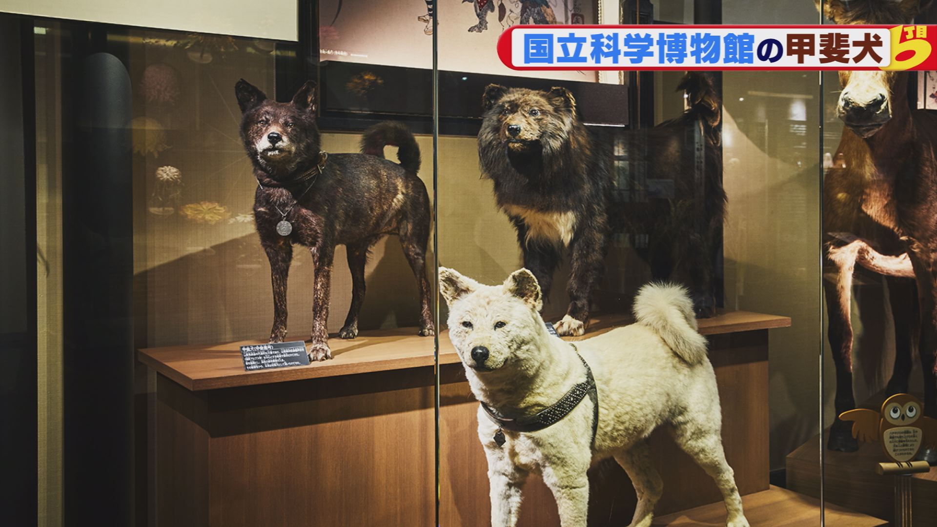 やまなし発見太郎ちゃんゼミナール 甲斐犬 ウッティタウン6丁目 utyテレビ山梨 やまなし発見太郎ちゃんゼミナール 甲斐犬 ウッティタウン6丁目 utyテレビ山梨
