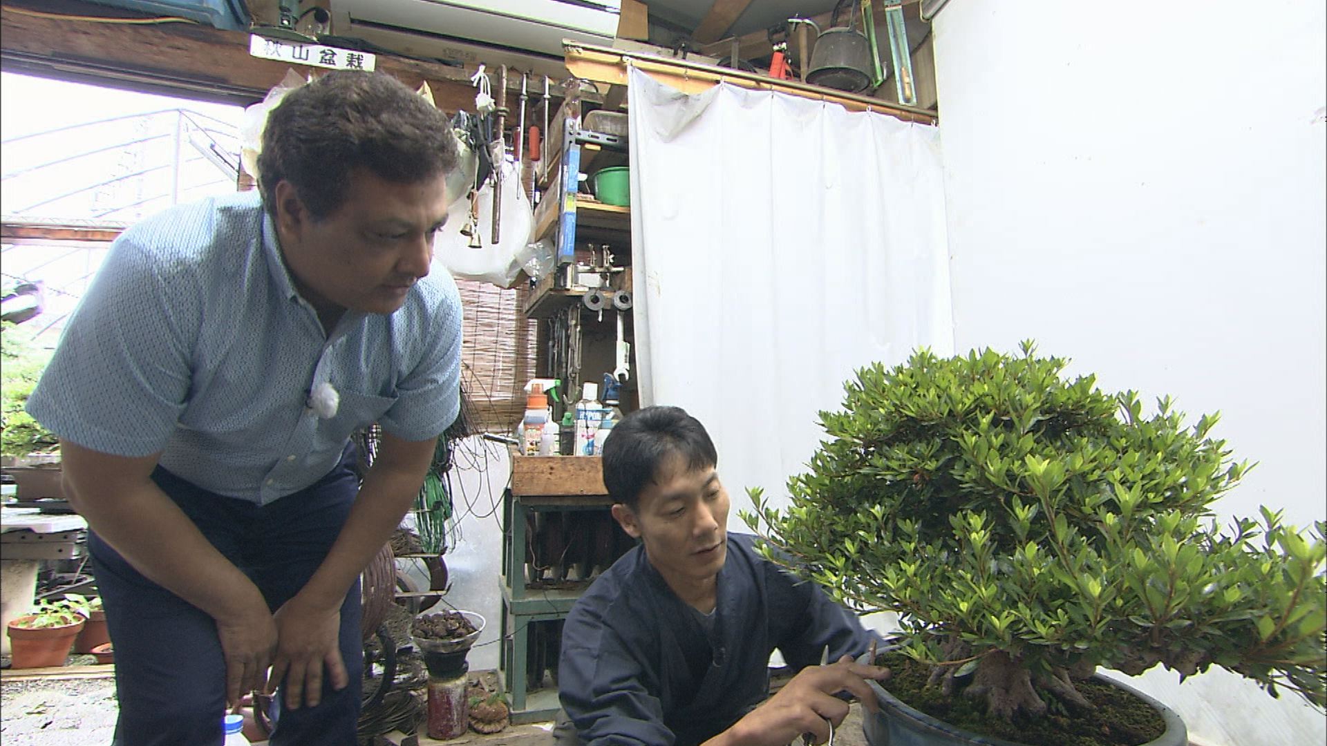 カピルのナマステ山梨 韮崎市で盆栽 とろろ作り ウッティタウン6丁目 utyテレビ山梨 カピルのナマステ山梨 韮崎市で盆栽 とろろ作り ウッティタウン6丁目 utyテレビ山梨