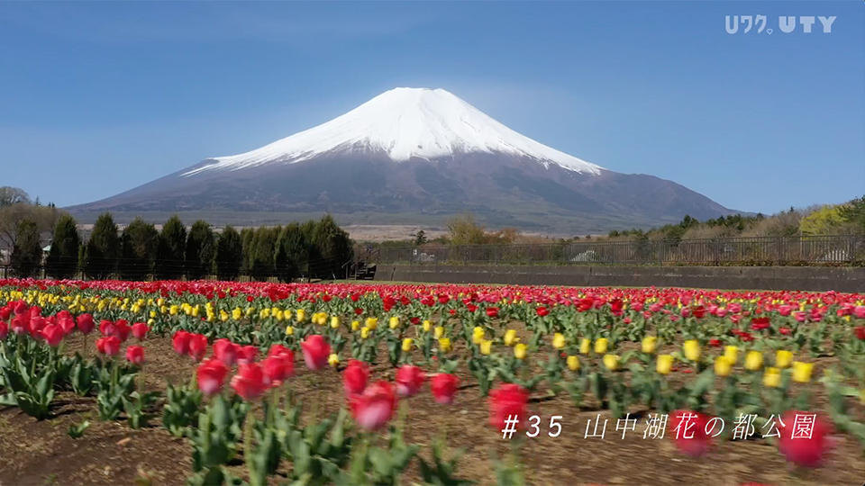 やまなしドローン紀行 #35  山中湖花の都公園