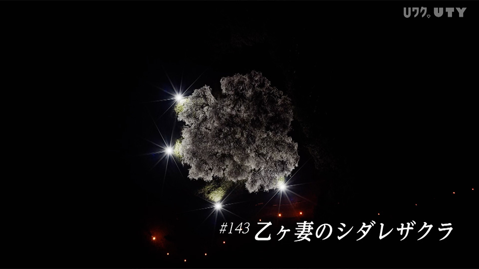 やまなしドローン紀行　冨嶽百景　 #143　乙ケ妻のシダレザクラ