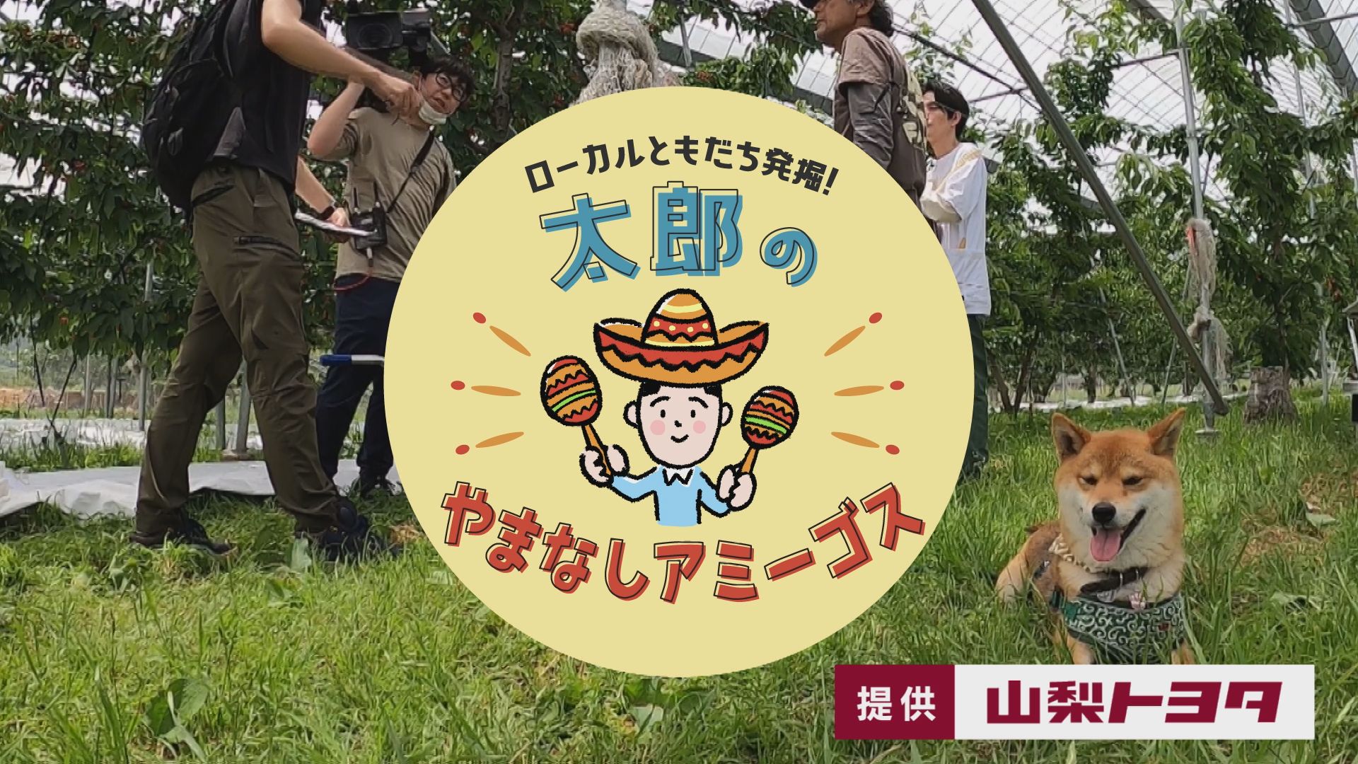 太郎のやまなしアミーゴス #9 さくらんぼ・割烹いろり（６月７日）