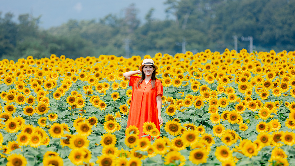 明野ひまわり畑